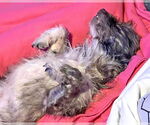 Small #3 Mutt