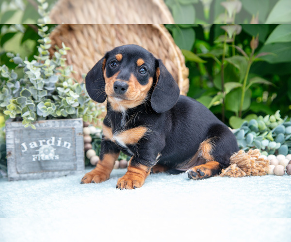 Medium Photo #1 Dachshund Puppy For Sale in ELIZABETHTOWN, PA, USA