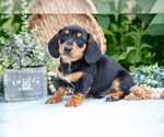 Puppy Onyx Dachshund