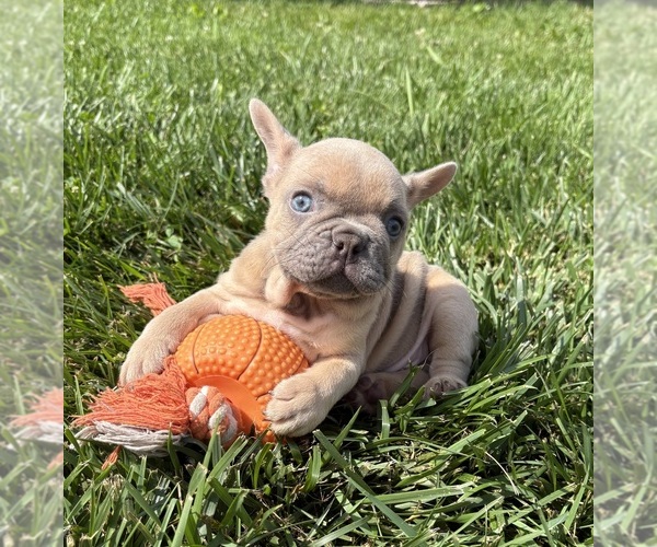 Medium Photo #3 French Bulldog Puppy For Sale in MIDDLEBURY, IN, USA