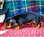 Small #6 Dachshund