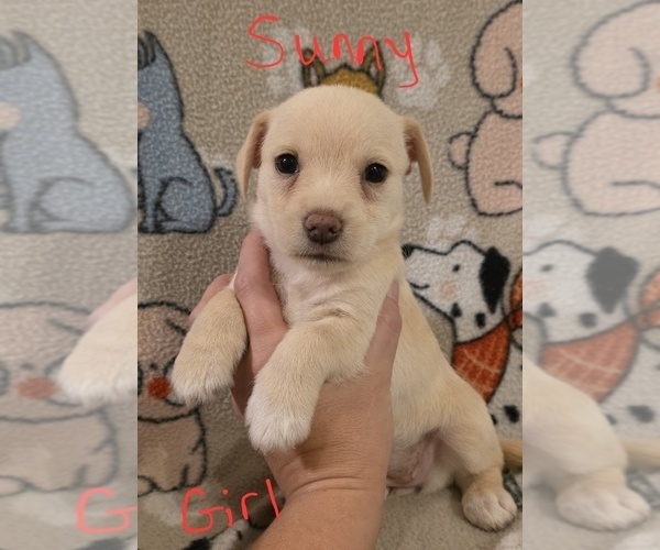 Medium Photo #31 Chizer Puppy For Sale in MONTEZUMA, GA, USA