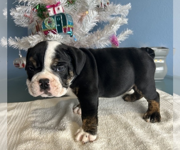 Medium Photo #6 Bulldog Puppy For Sale in THONOTOSASSA, FL, USA