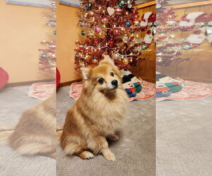 Pomeranian Dogs for adoption in Lebanon, PA, USA