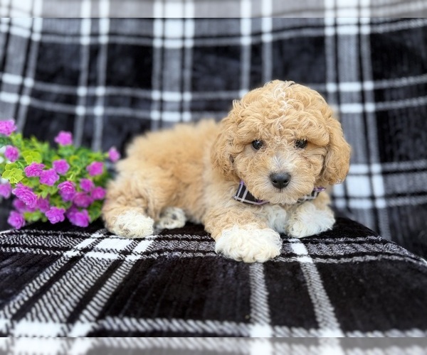 Medium Photo #4 Bichpoo Puppy For Sale in LAKELAND, FL, USA