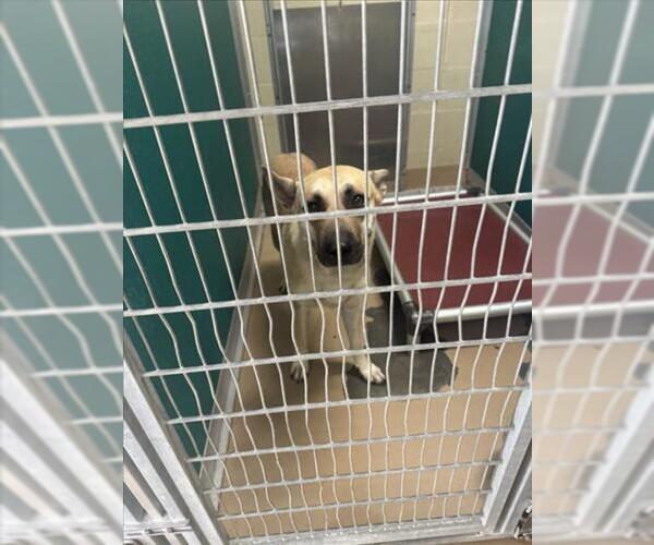 Medium Photo #1 Black Mouth Cur Puppy For Sale in Texas City, TX, USA