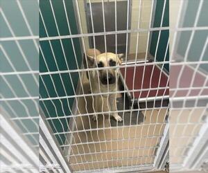 Black Mouth Cur Dogs for adoption in Texas City, TX, USA