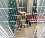 CLOVER - Female Black Mouth Cur Dog for Adoption - Small photo