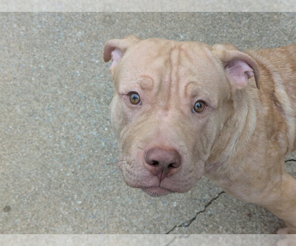 Medium Photo #7 Mutt Puppy For Sale in Wenonah, NJ, USA