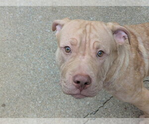 Frankie OâMalley    (2026) - Male Mutt Dog for Adoption - Photo #7