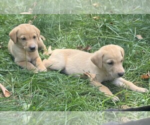 Medium Labrador Retriever