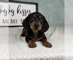 Small #2 Dachshund