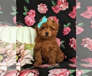 Poodle (Toy) Puppy for sale in GLEN ROCK, PA, USA