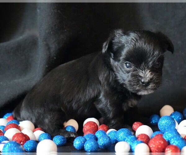 Medium Photo #5 Morkie Puppy For Sale in ROCK VALLEY, IA, USA