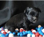 Small #4 Morkie