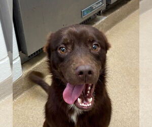 Chesapeake Bay Retriever-Unknown Mix Dogs for adoption in Rockaway, NJ, USA