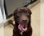 Small Chesapeake Bay Retriever Mix