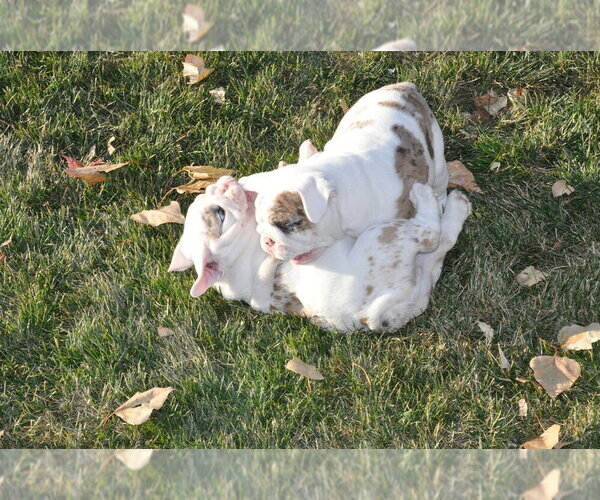 Medium Photo #10 English Bulldog Puppy For Sale in NAMPA, ID, USA