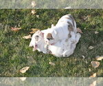 Small Photo #10 English Bulldog Puppy For Sale in NAMPA, ID, USA