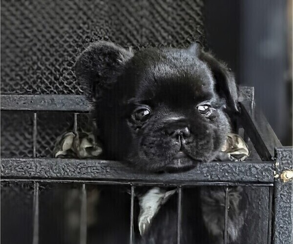 Medium Photo #2 French Bulldog Puppy For Sale in MOUNT JOY, PA, USA