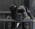 Puppy George French Bulldog