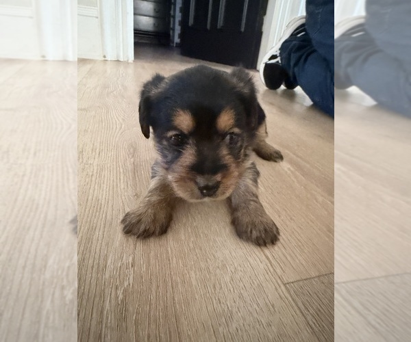 Medium Photo #1 Yorkie-Apso Puppy For Sale in PAWTUCKET, RI, USA