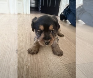 Yorkie-Apso Puppy for sale in PAWTUCKET, RI, USA