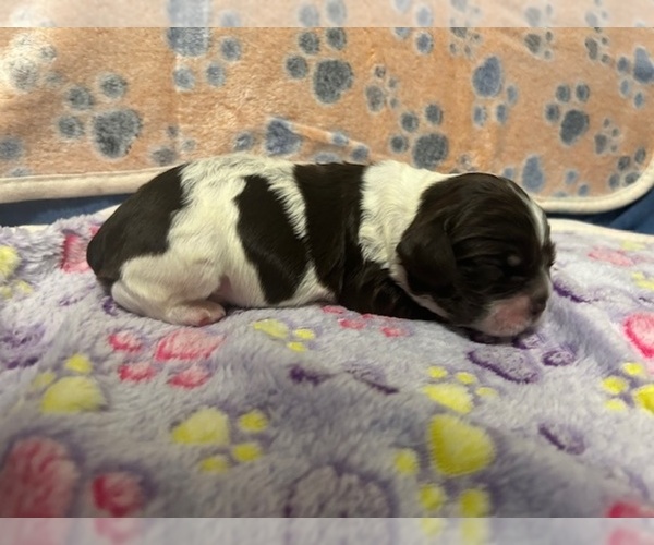 Medium Photo #1 Cocker Spaniel Puppy For Sale in MARTIN, GA, USA