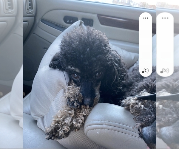 Medium Photo #13 Poodle (Toy) Puppy For Sale in STILLWATER, MN, USA
