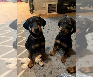 Doberman Pinscher Puppy for Sale in SPRINGFIELD, Illinois USA