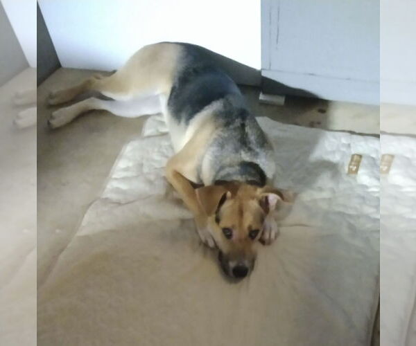 Medium Photo #1 German Shepherd Dog-Unknown Mix Puppy For Sale in Rocky Point, NC, USA
