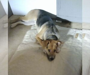 German Shepherd Dog-Unknown Mix Dogs for adoption in Rocky Point, NC, USA