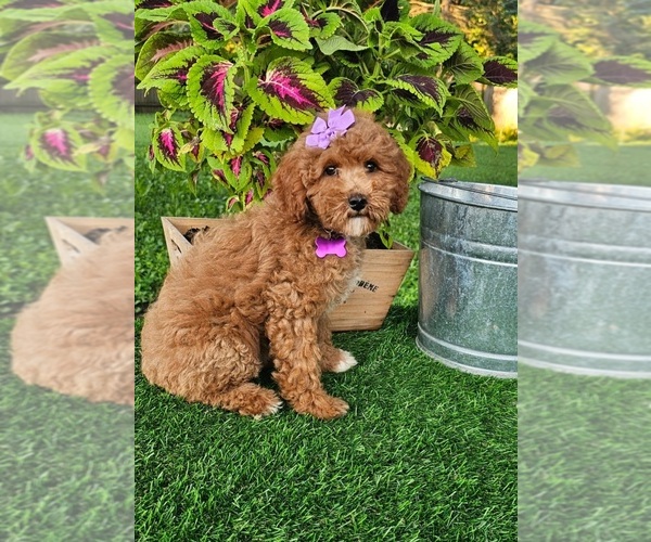 Medium Photo #3 Goldendoodle (Miniature) Puppy For Sale in INDIANAPOLIS, IN, USA