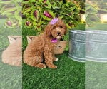 Small #2 Goldendoodle (Miniature)