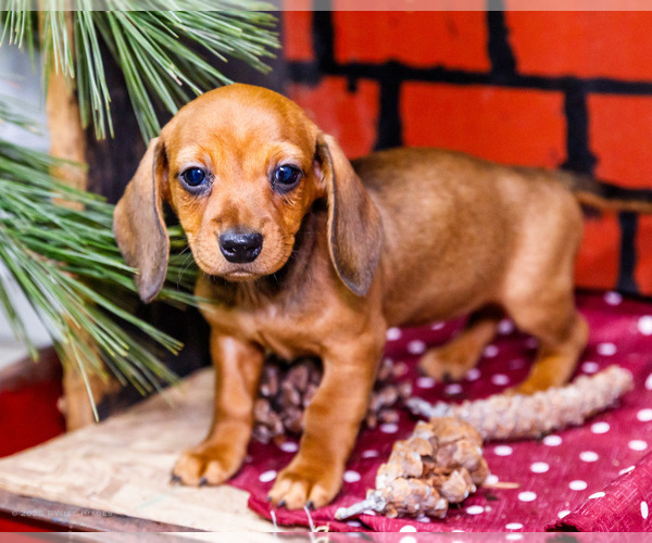 Medium Photo #3 Dachshund Puppy For Sale in WAKARUSA, IN, USA