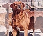 Small #24 Labrador Retriever