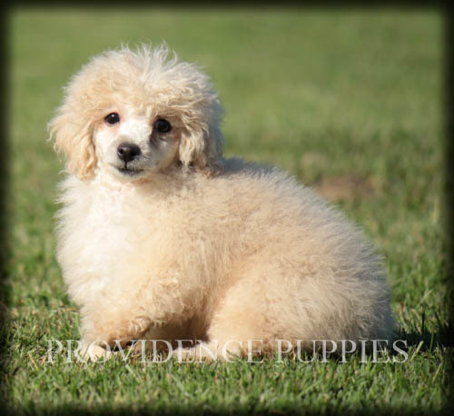 Medium Photo #38 Poodle (Miniature) Puppy For Sale in COPPOCK, IA, USA