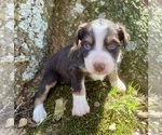 Small #1 Miniature Australian Shepherd