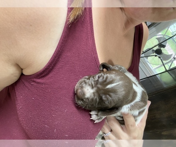 Medium Photo #2 German Shorthaired Pointer Puppy For Sale in BOONVILLE, IN, USA