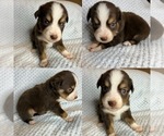 Toy red tri - Male Miniature Australian Shepherd Puppy for Sale - Small photo