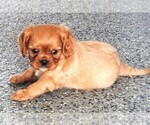 Small #4 Cavalier King Charles Spaniel