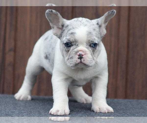 Medium Photo #7 French Bulldog Puppy For Sale in BOSTON, MA, USA