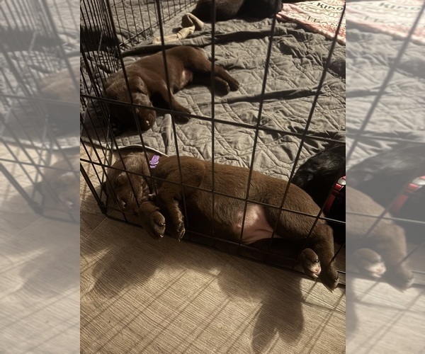 Medium Photo #7 Borador Puppy For Sale in COLORADO SPRINGS, CO, USA