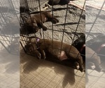 Small #6 Borador