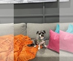 Small Photo #1 Poodle (Toy)-Shorkie Tzu Mix Puppy For Sale in BALTIMORE, MD, USA