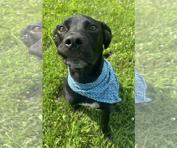 Medium Photo #7 Labrador Retriever-Unknown Mix Puppy For Sale in Germantown, OH, USA