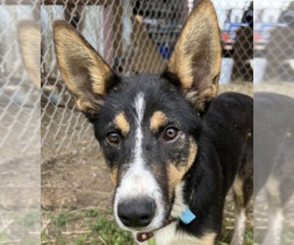 Medium Photo #1 Mutt Puppy For Sale in Canton, CT, USA