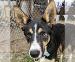 Mutt Dogs for adoption in Canton, CT, USA
