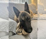 Small #13 German Shepherd Dog Mix
