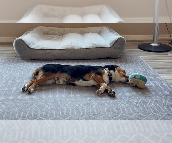 Medium Photo #4 Australian Shepherd-Basset Hound Mix Puppy For Sale in Tucson, AZ, USA